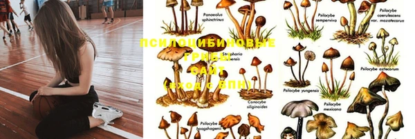 мет Касимов
